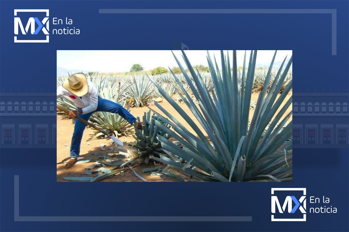 Producción y ventas de mezcal en Edomex a la baja a causa de la pandemia