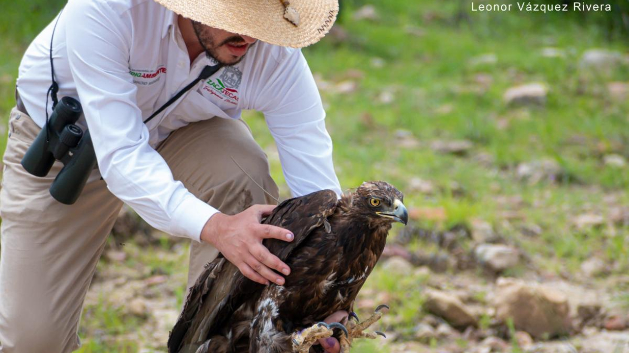 Rehabilitan y liberan a un águila real, en Monte Escobedo, Zacatecas