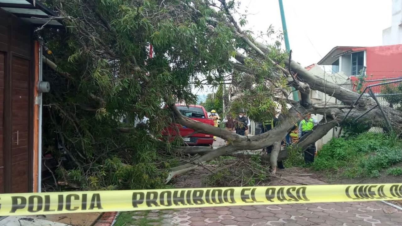 Atiende Servicios Públicos de la capital tlaxcalteca caída de árbol sobre una casa de la comunidad San Gabriel Cuauhtla