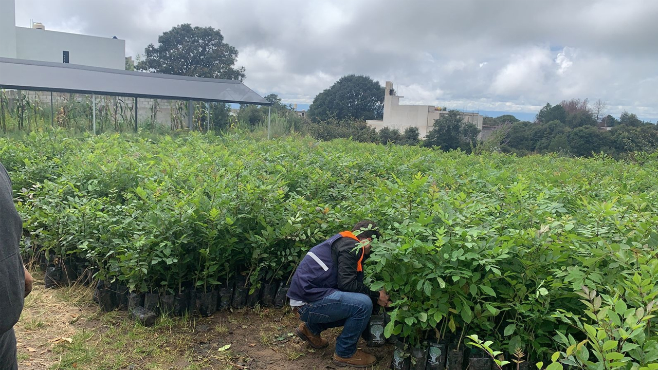 Con 3 mil árboles se emprende reforestación en Zacatelco