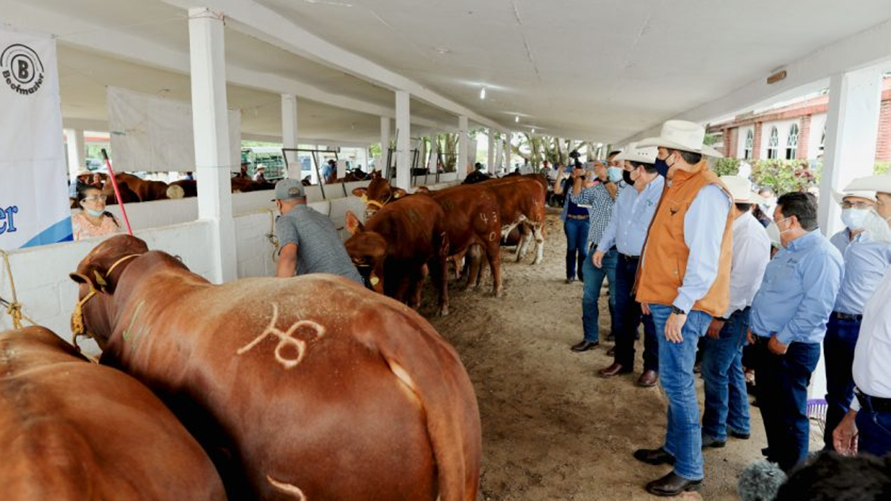 Fortalece Tamaulipas la calidad genética de su ganado