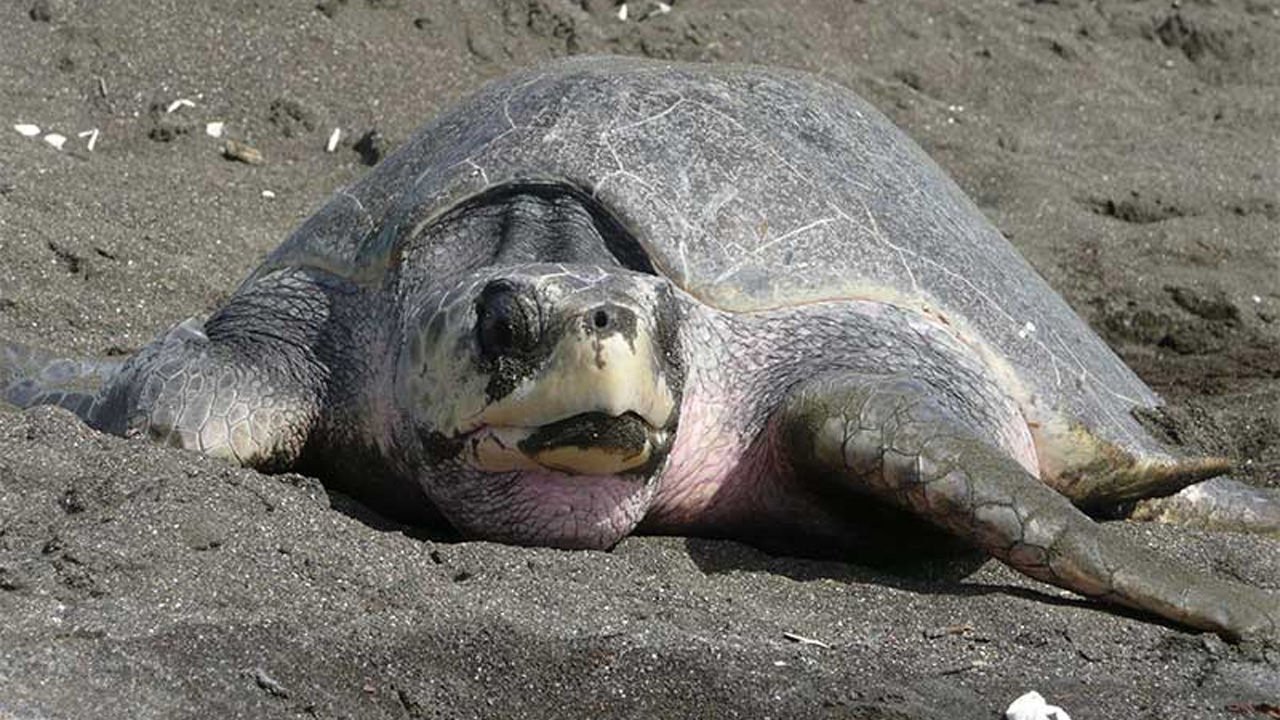 Comunicado del Grupo de Tortugas Marinas del Consejo Estatal de Humedales Costeros de Oaxaca