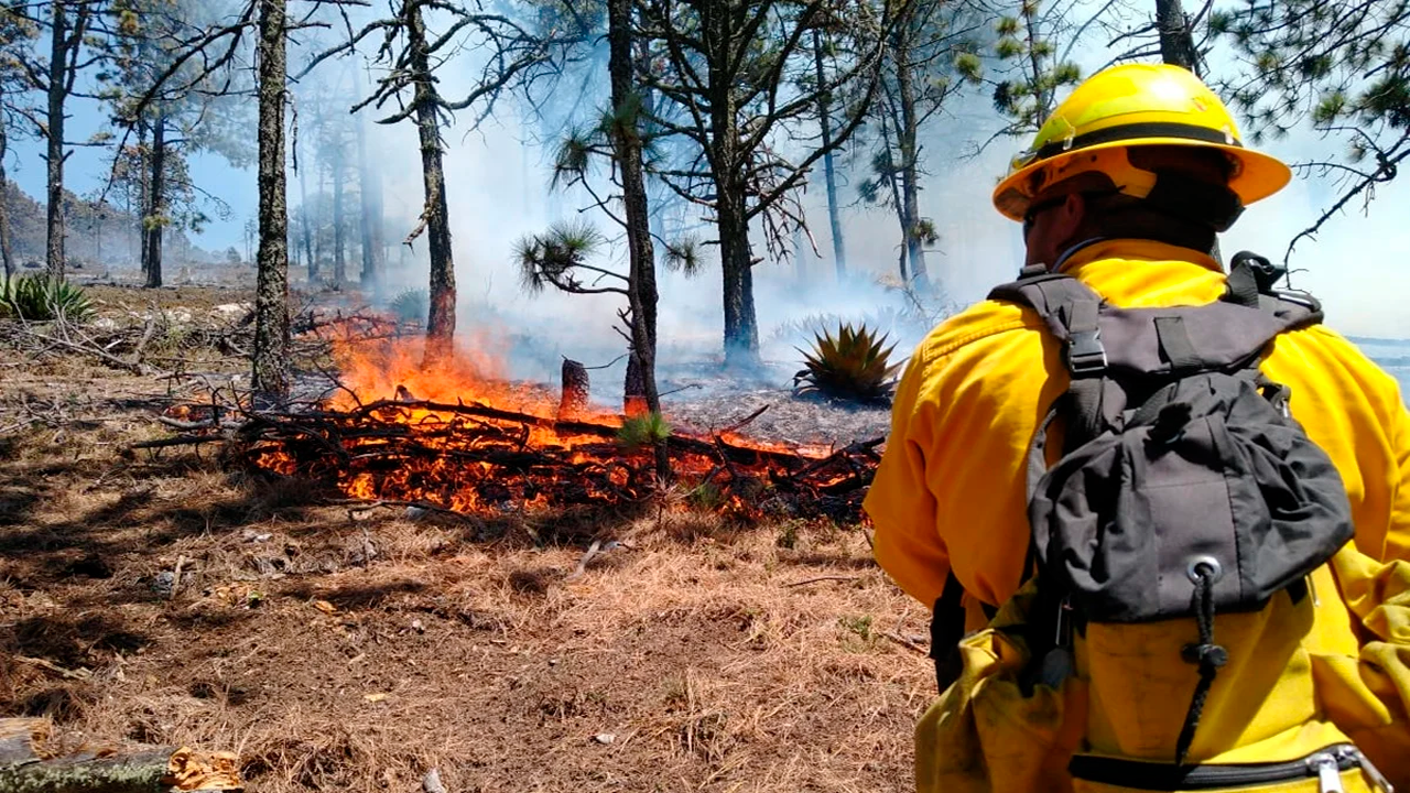 Incendios en Nuevo León golpean agricultura, ganadería y turismo