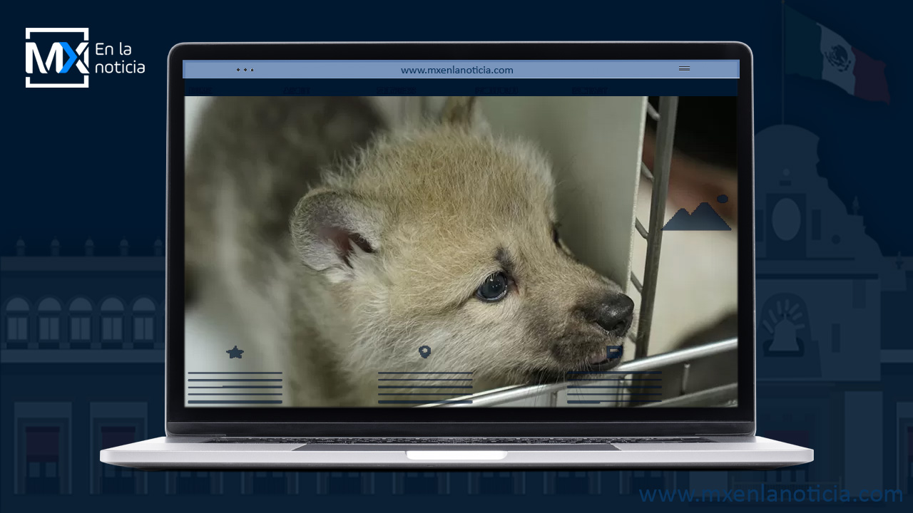 China presenta el primer lobo ártico clonado del mundo