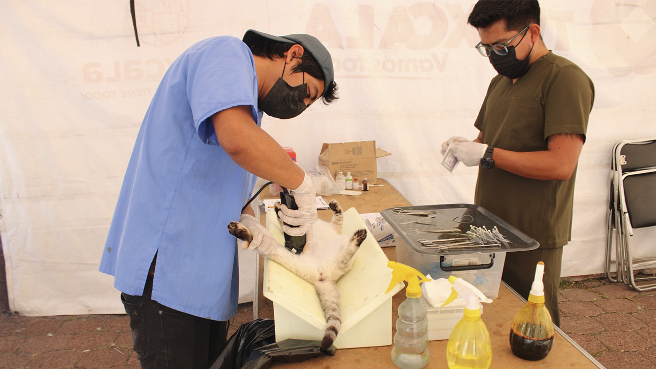 Habrá esterilización de perros y gatos en Tlaxcala Capital