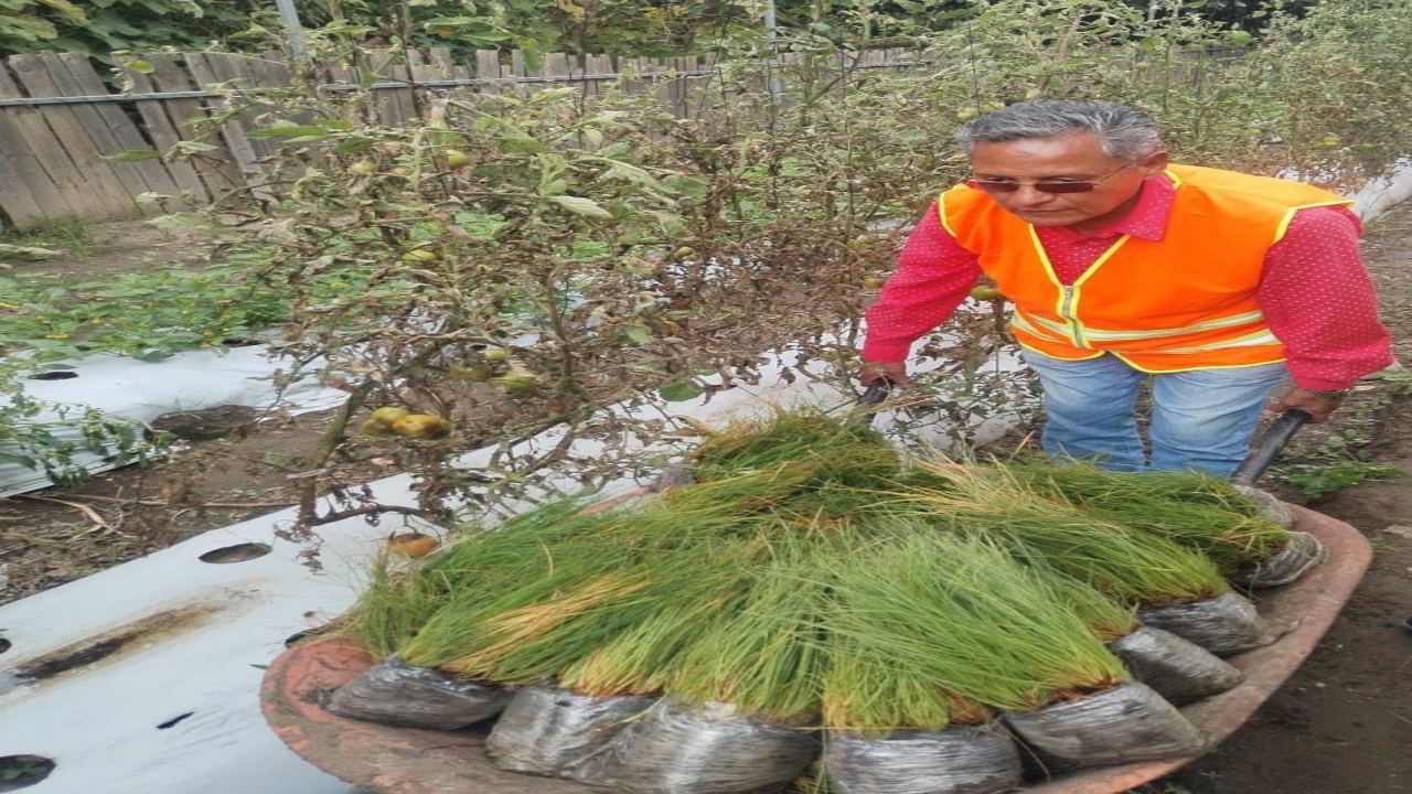 Chiautempan combate la deforestación y plantará 1000 árboles de ocote