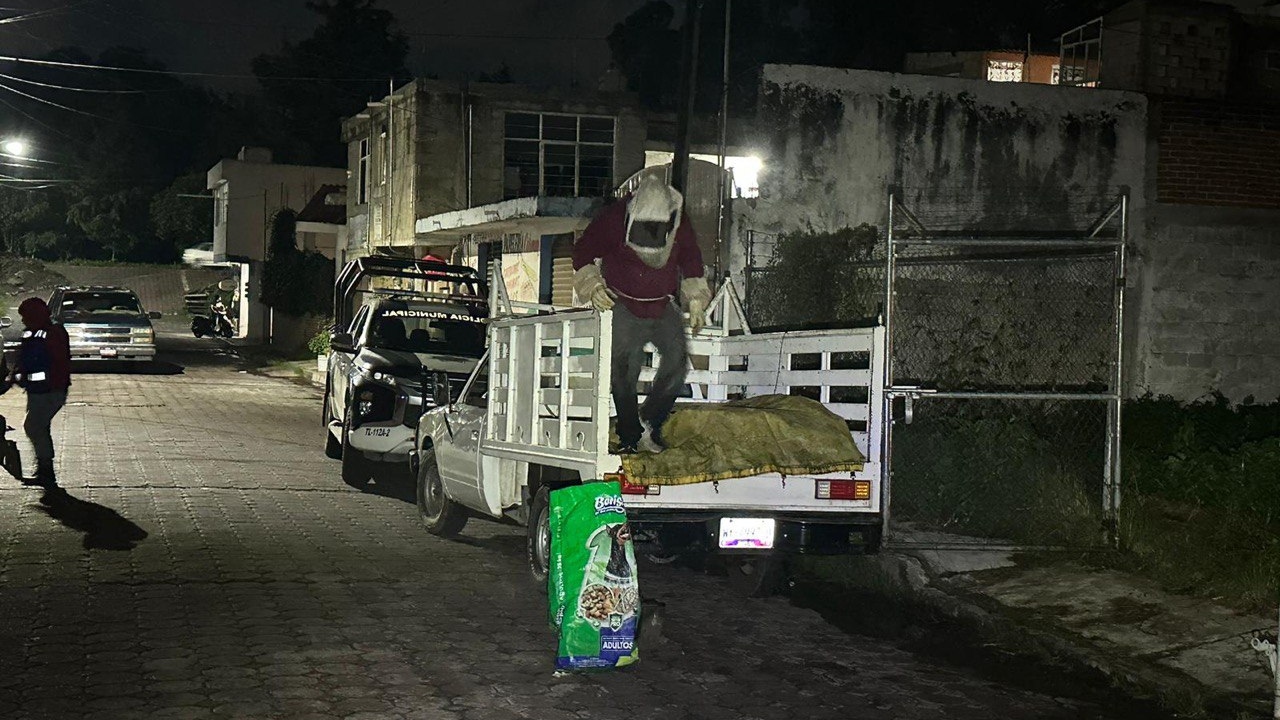 Protección Civil y Seguridad Pública Municipal activan protocolo para manejo de panales de abejas