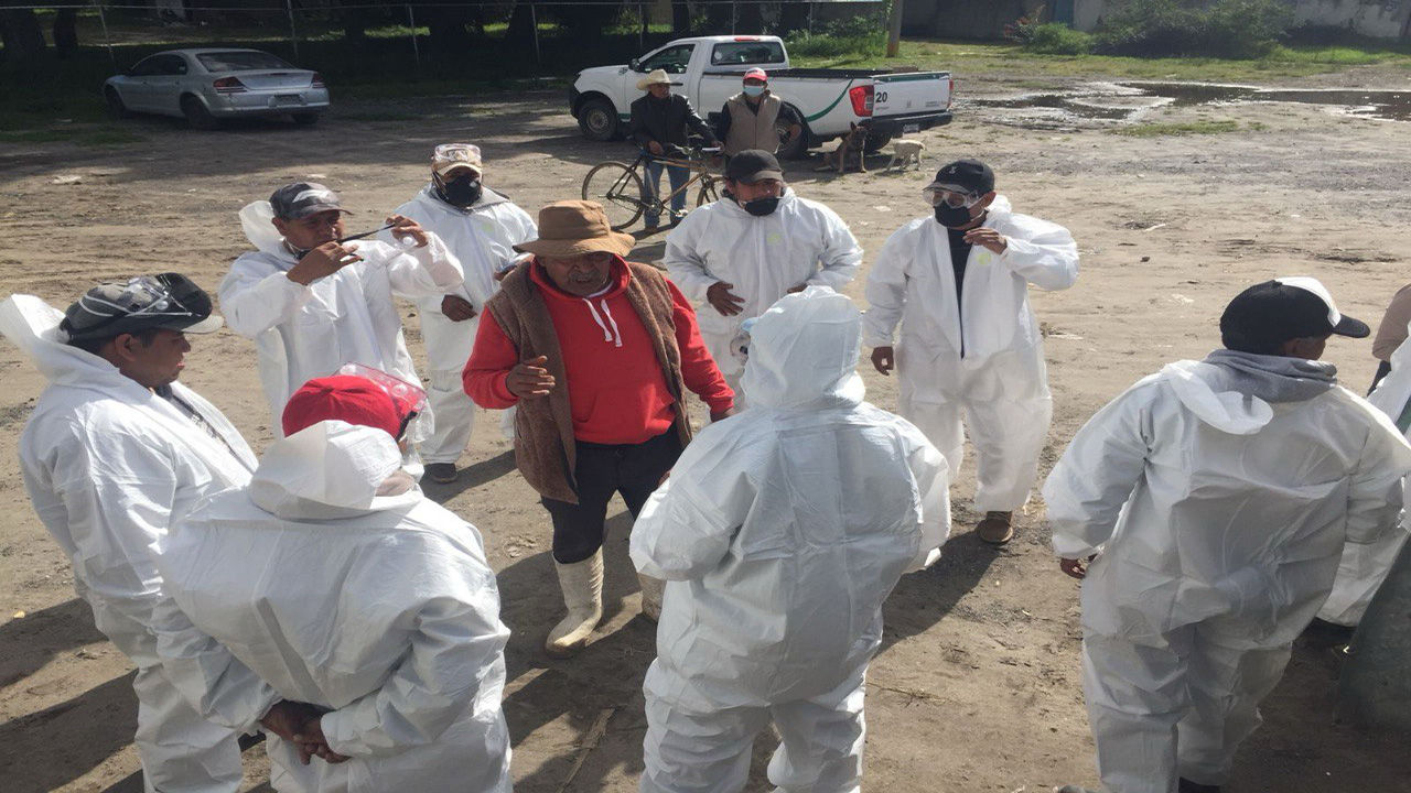 Gobierno municipal de Zacatelco realiza fumigación agroecológica contra la plaga del chapulín.