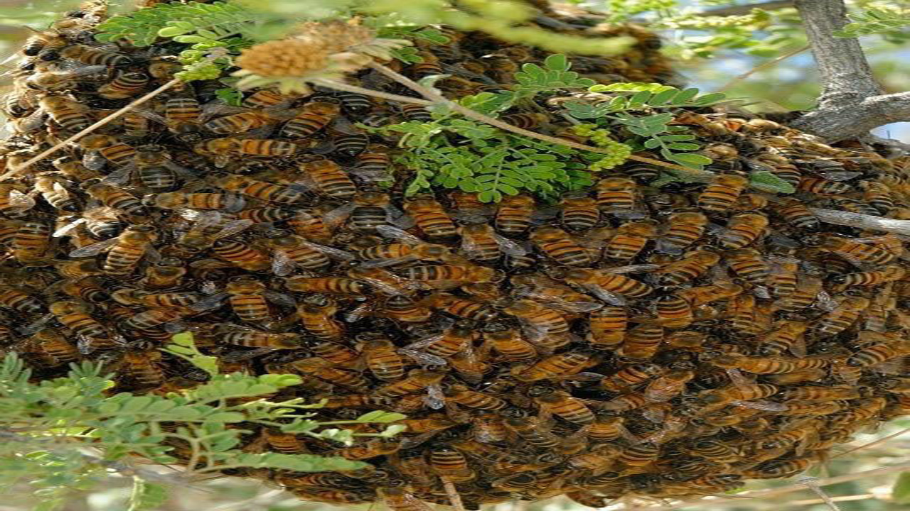 Protección Civil de Zacatelco llama al control y prevención de abejas transitorias.