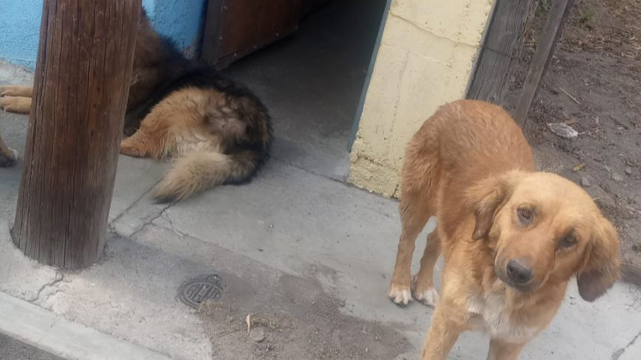 ¡Evita Multas! Llaman a dueños de mascotas a mantener a sus perros dentro de casa en Ixtenco