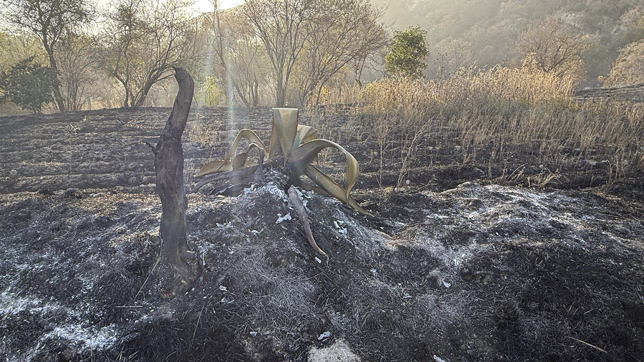 Nuevo incendio en Totolac, en la zona de Los Reyes Quiahuixtla, moviliza a cuerpos de emergencia