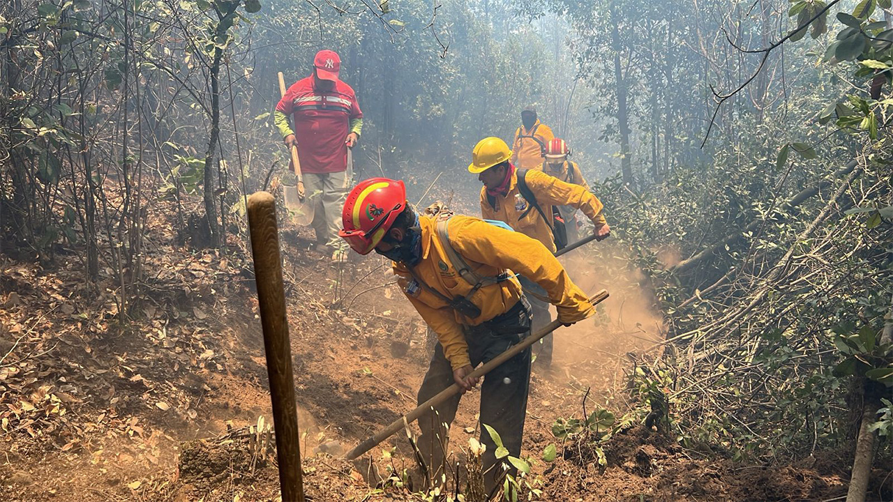 Brigadas liquidan 6 incendios forestales: Cofom