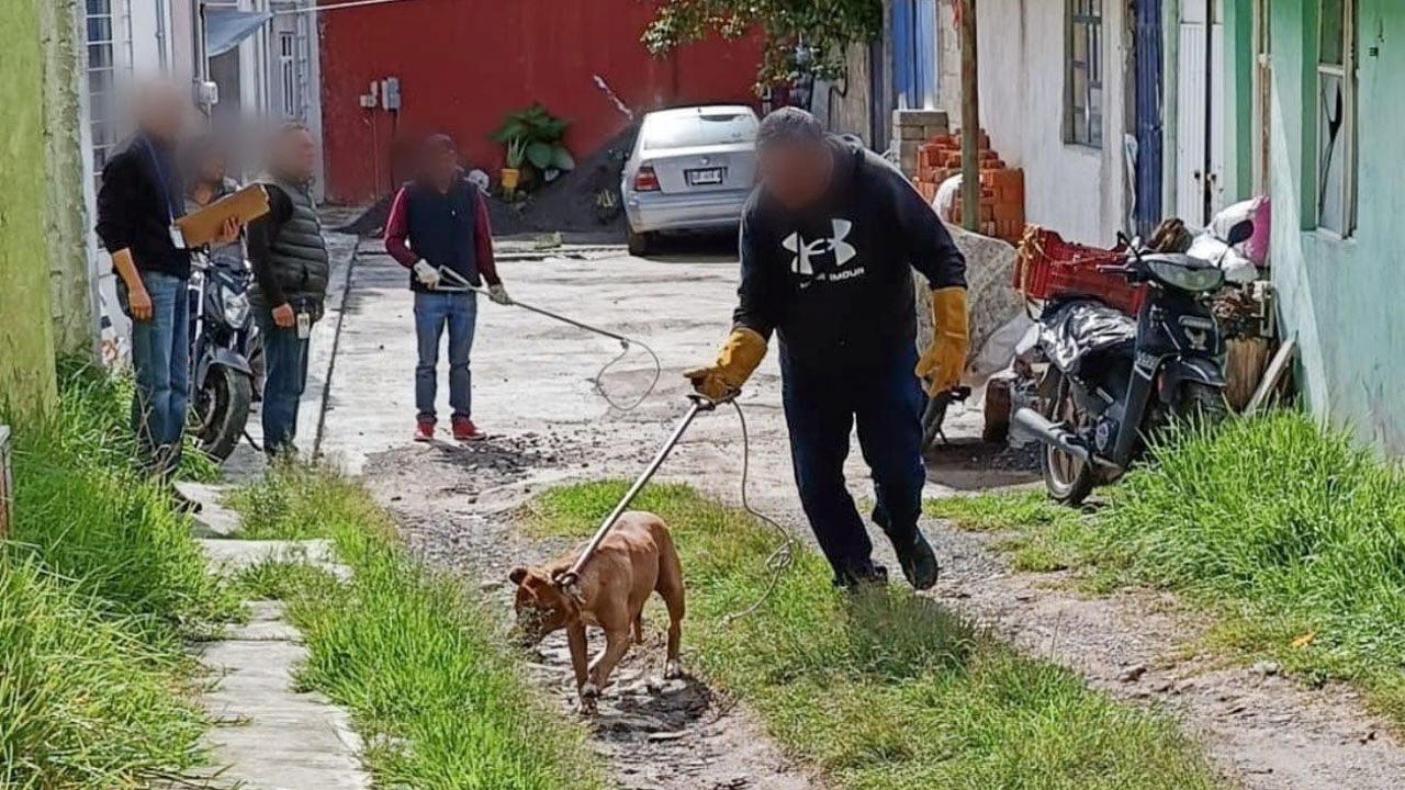 Llama ayuntamiento de Tlaxcala a la tenencia responsable de mascotas