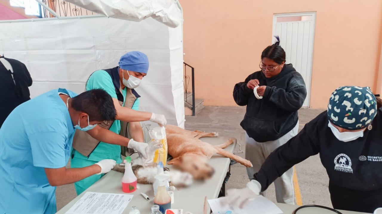 Concluye esterilización canina y felina en la capital con más de 800 mascotas beneficiadas