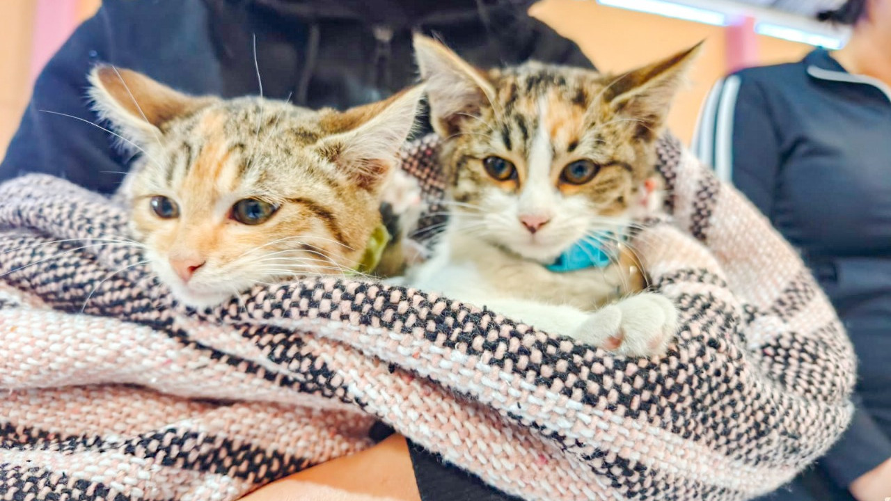 Ayuntamiento de Tlaxcala y Bienestar Animal del Estado convocan a jornada de adopción y trámites de la CRUAC