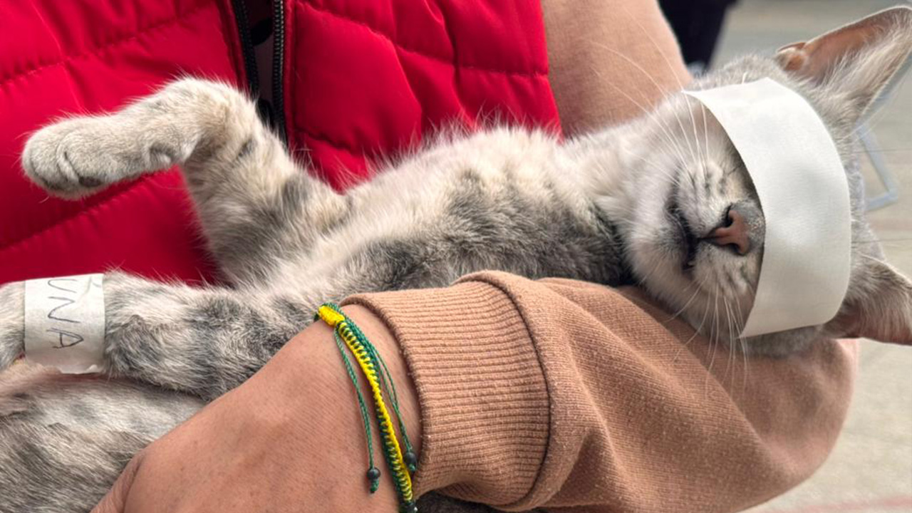 Ixtenco logra 50 esterilizaciones gratuitas en el primer día de jornada