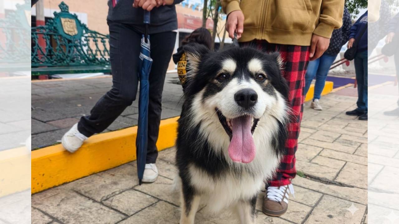 Gobierno de Alfonso Sánchez García realiza exitosa jornada de esterilización canina y felina en Ocotlán