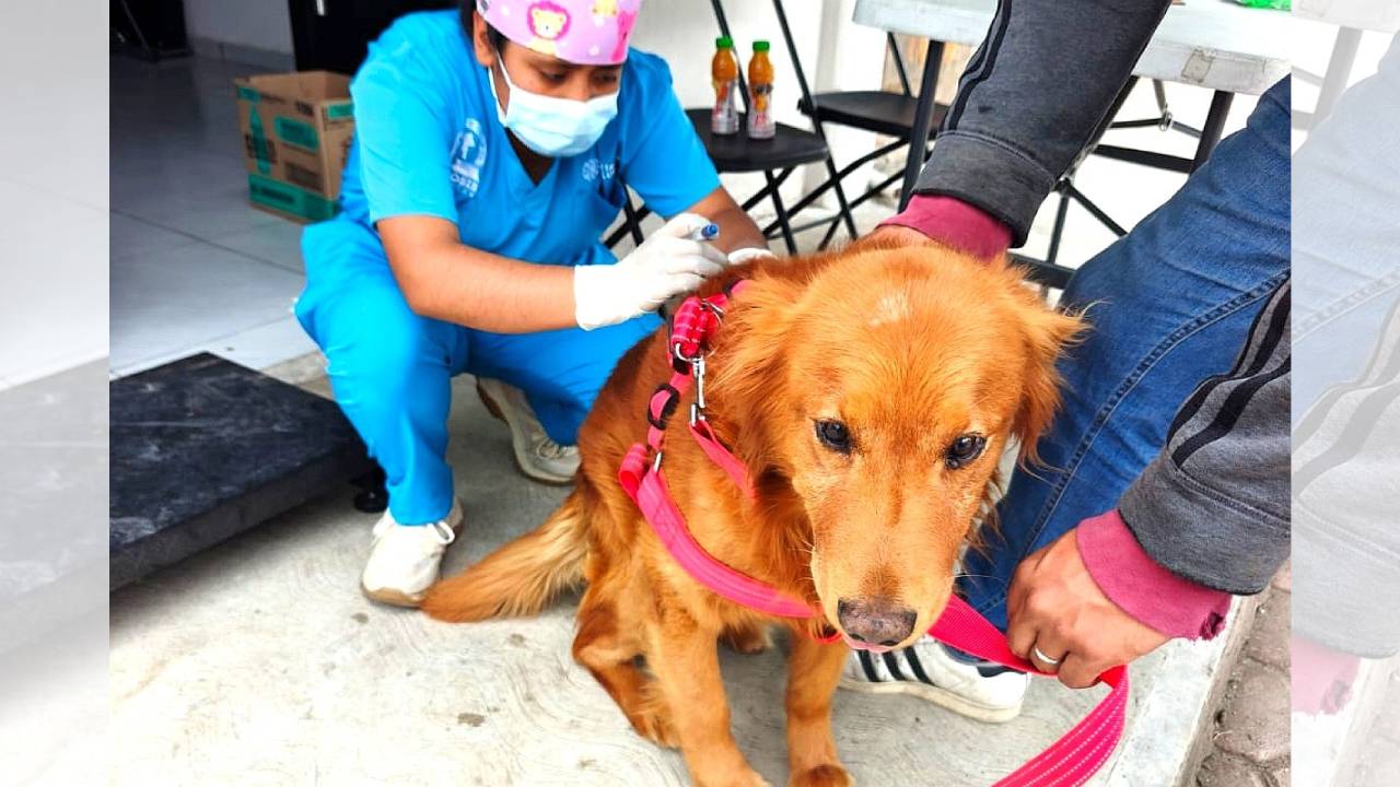 Fortalecen gobierno de Alfonso Sánchez García y Zoonosis de SESA la salud pública con exitosa campaña de esterilización animal