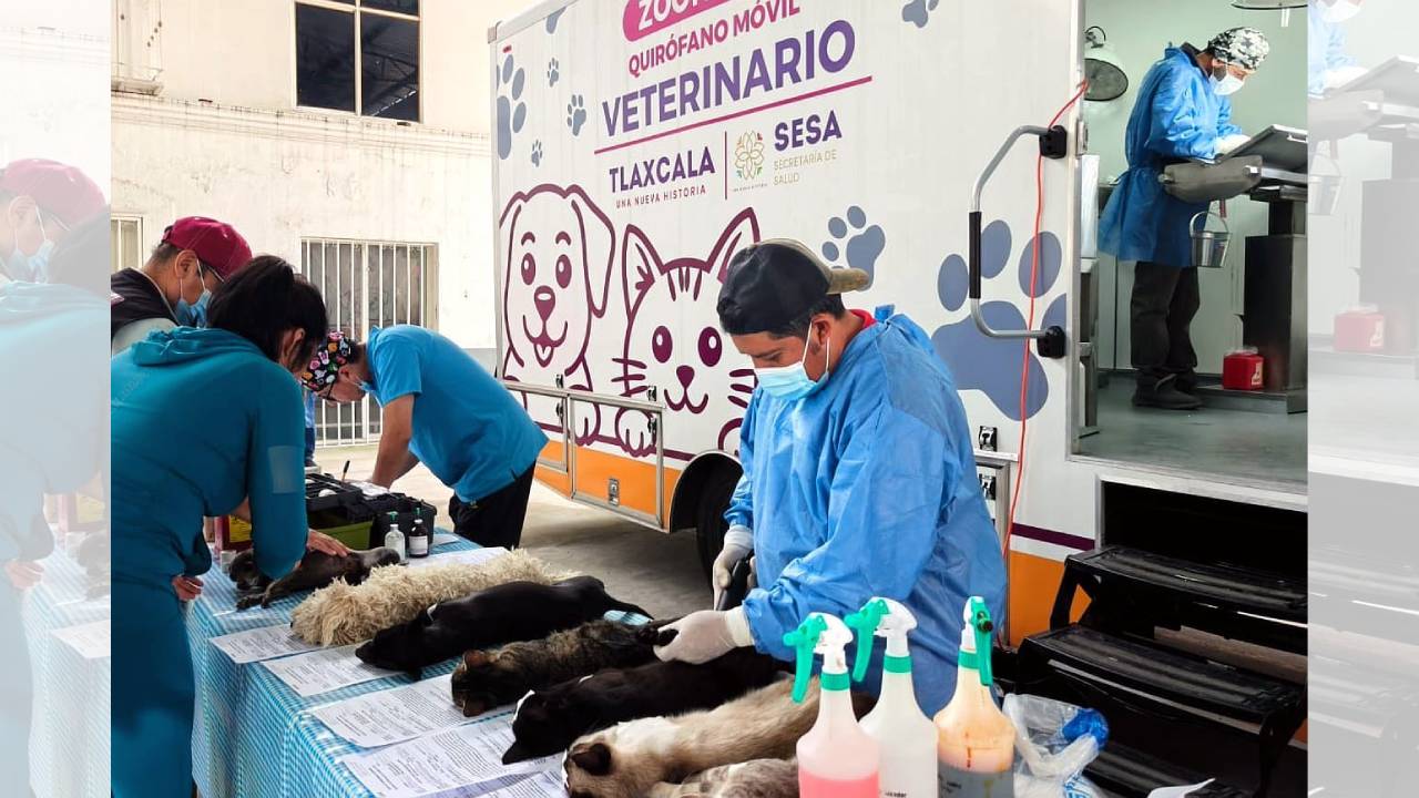 Avanza con éxito campaña gratuita de esterilización canina y felina en la capital; Este Jueves en Chimalpa