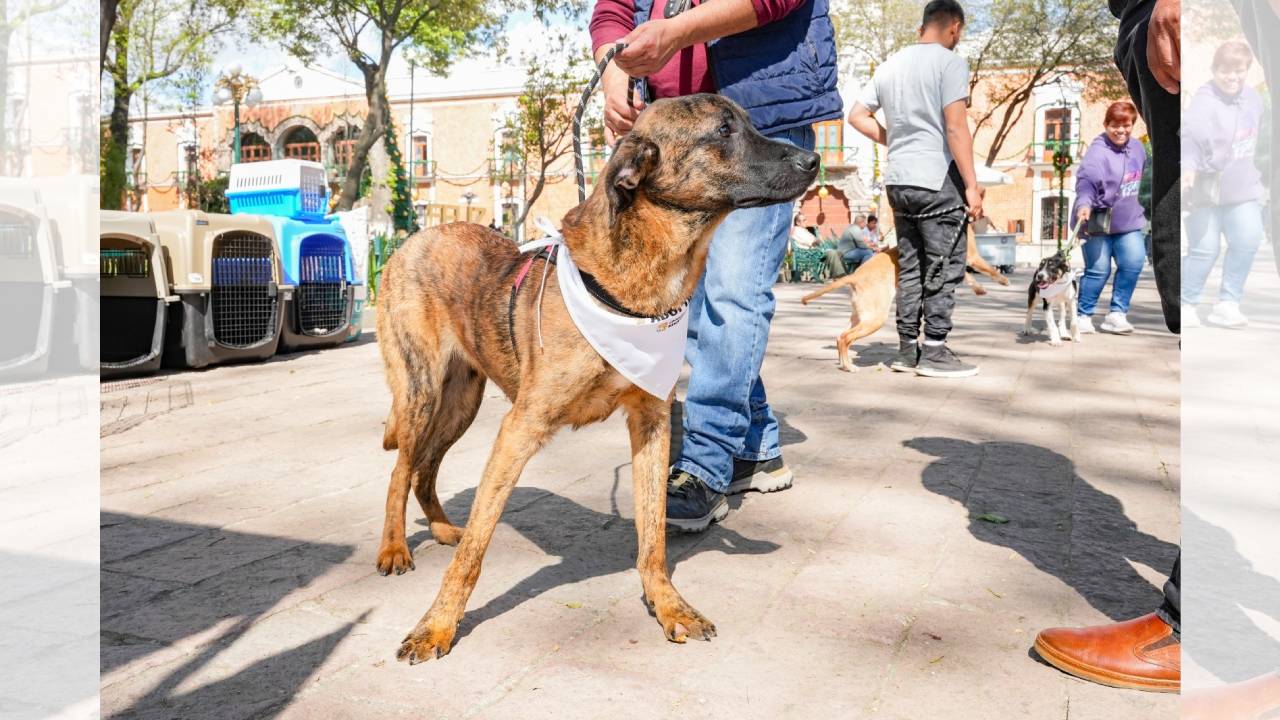 Ayuntamiento de Tlaxcala llama a continuar con el fortalecimiento del cuidado de las mascotas