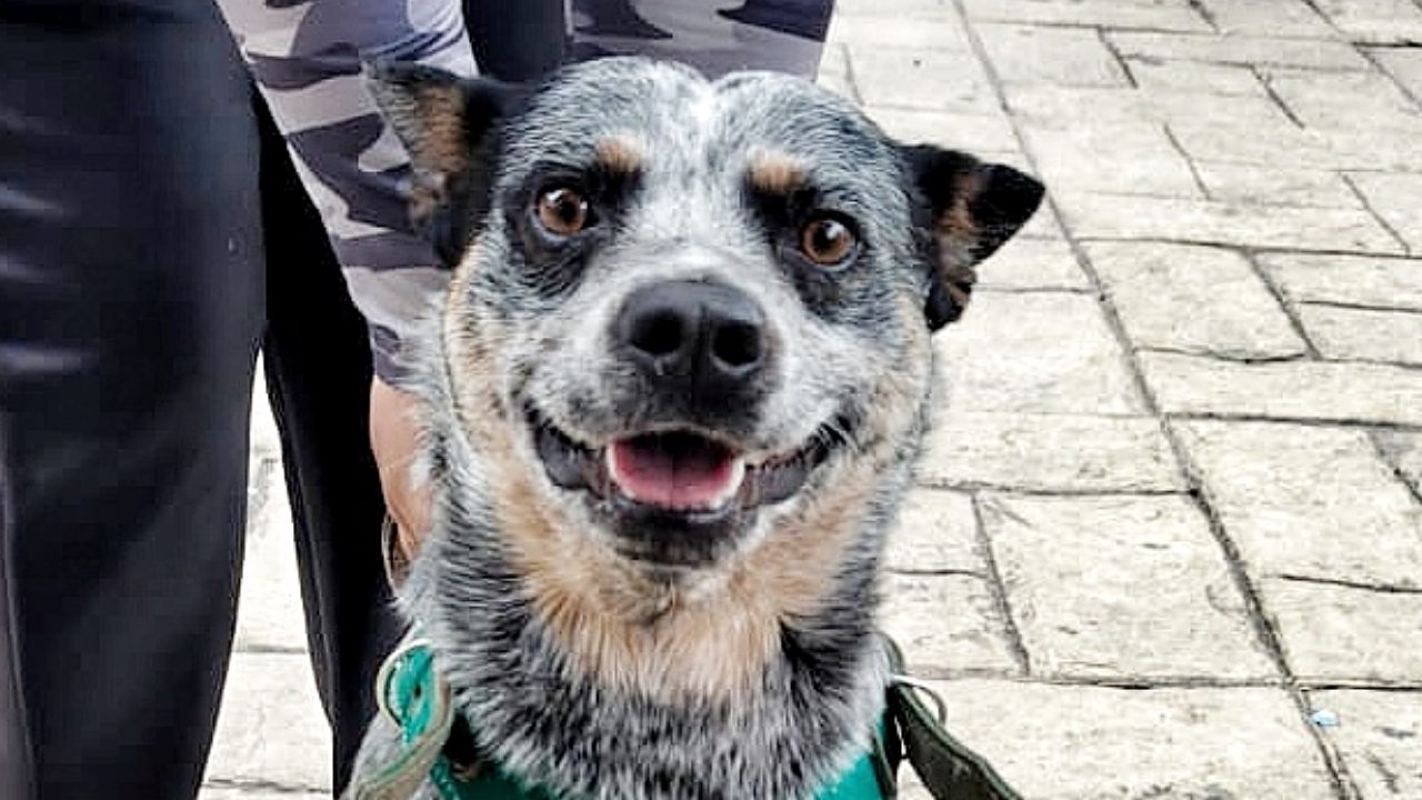 Ayuntamiento de Tlaxcala acercará servicios de salud animal a san Gabriel Cuauhtla y Tizatlán en septiembre
